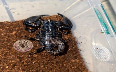 ASIAN FOREST SCORPION/ JAVANIMETRUS CYANEUS 